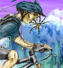 Golden orb weaver and face of mountain biker