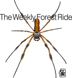 golden orb weaver